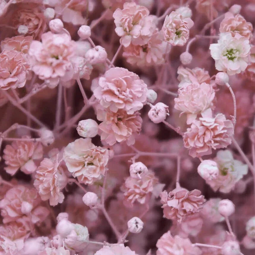 Pink Baby's Breath Seeds | Non-GMO | Gypsophila paniculata | Flower Garden Seeds | Ideal for Bouquets and Arrangements