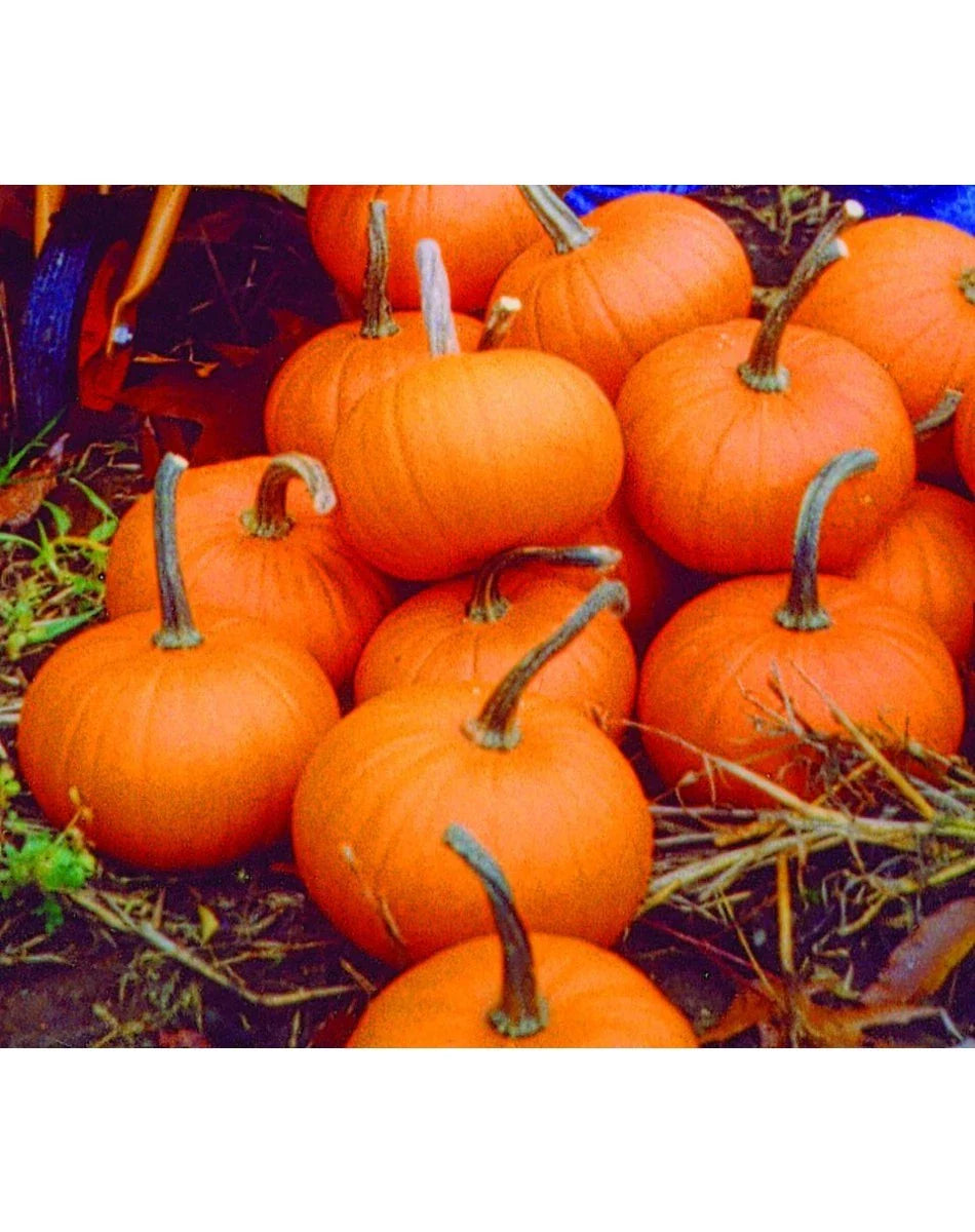 Baby Bear Pumpkin Seeds - 6 Inch Fruit - Ideal for Pie Making - Cucurbita pepo