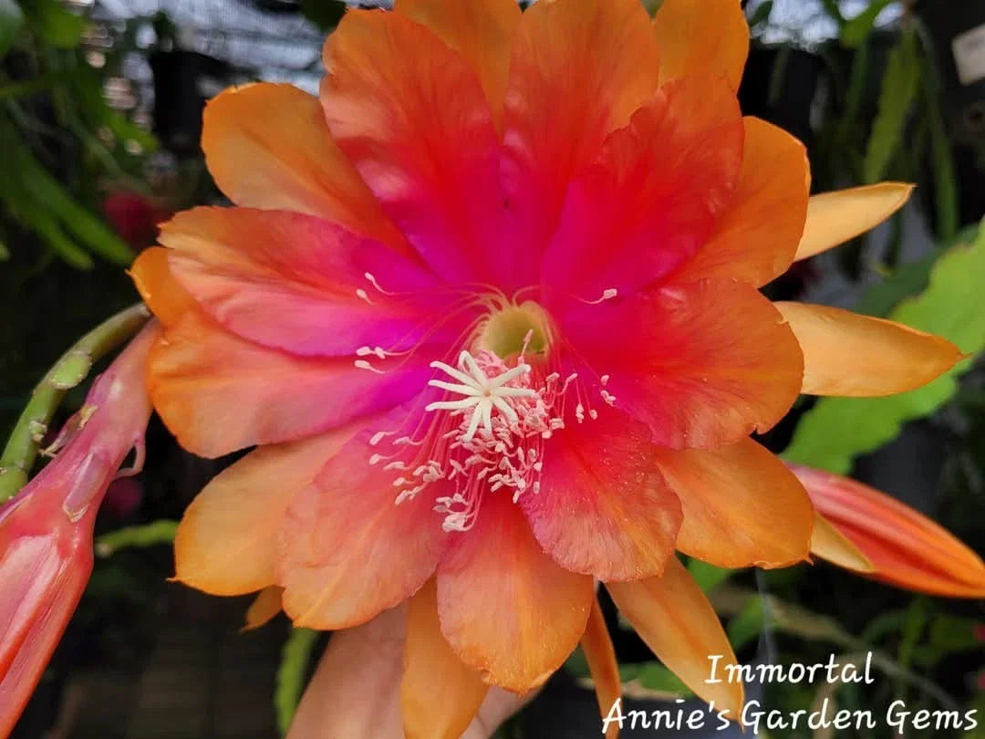 Epiphyllum Immortal Unrooted Cuttings - 8 to 10 Inches Long - Exotic Cactus Succulent Cuttings for Propagation and Gardening