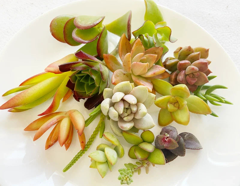 Succulent Cuttings - 15 Colorful Varieties - Healthy Mix of Succulents - Ideal for Planting or Arrangements