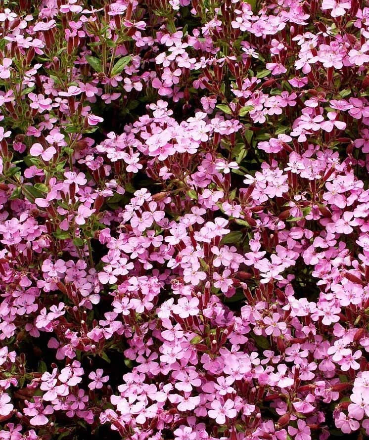 Rock Soapwort Seeds, Pink Spreading Perennial Groundcover, Saponaria ocymoides, Non-GMO, 1000 Seeds