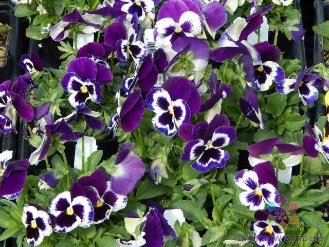 200+ Sorbet XP Purple Pansy Seeds - Viola tricolor var. hortensis - Flower Seeds for Garden - USA