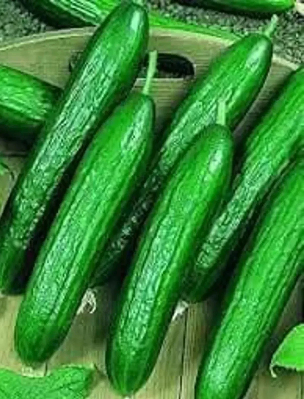 Beit Alpha Cucumber Seeds – Organic Heirloom Persian Lebanese Non-GMO Vegetable Seeds – Vining, Full Sun, Pack of 200+