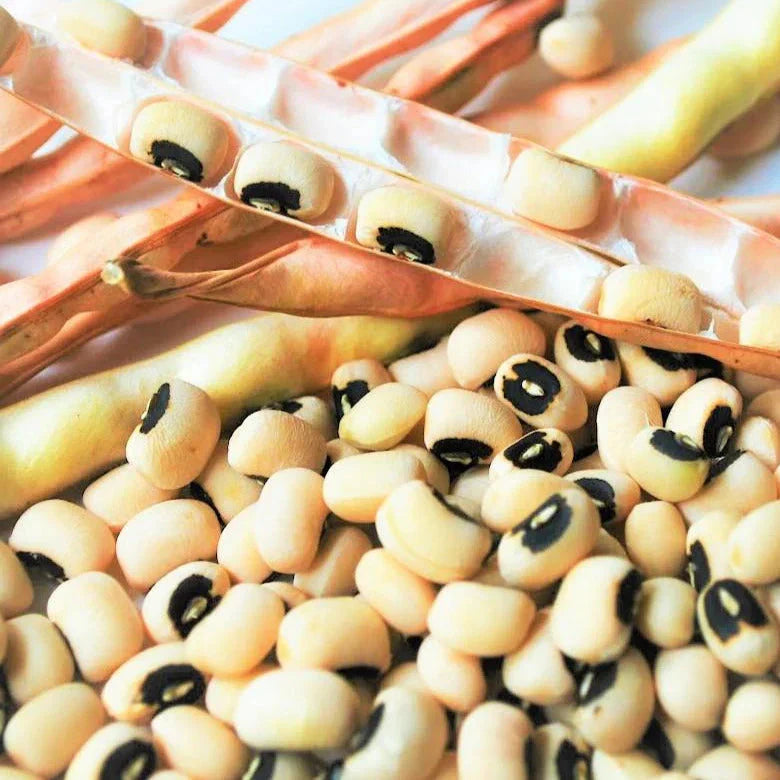 California Black Eyed Cowpea Seeds - 50+ Count - Vigna unguiculata - Ideal for 2025 Planting, Drought-Resistant Variety
