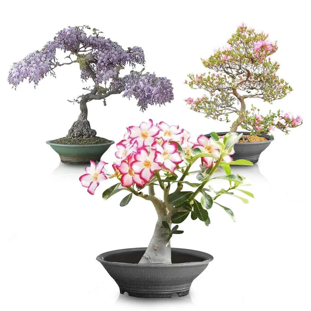 Flowering Bonsai Tree Seed Bundle #2 - Vibrant Flowering Varieties for Compact Growth