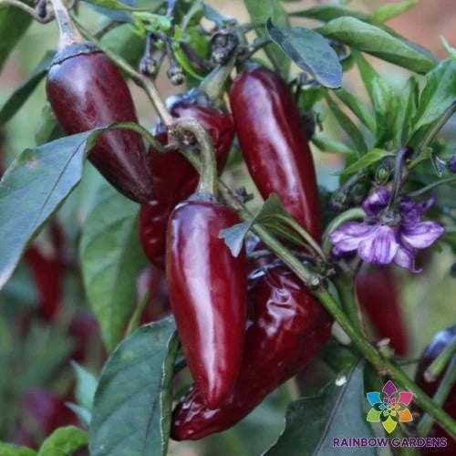 Purple Jalapeno Pepper Seeds - 25+ Spicy Hot Seeds for Gardening - Capsicum annuum - USA - Free Shipping