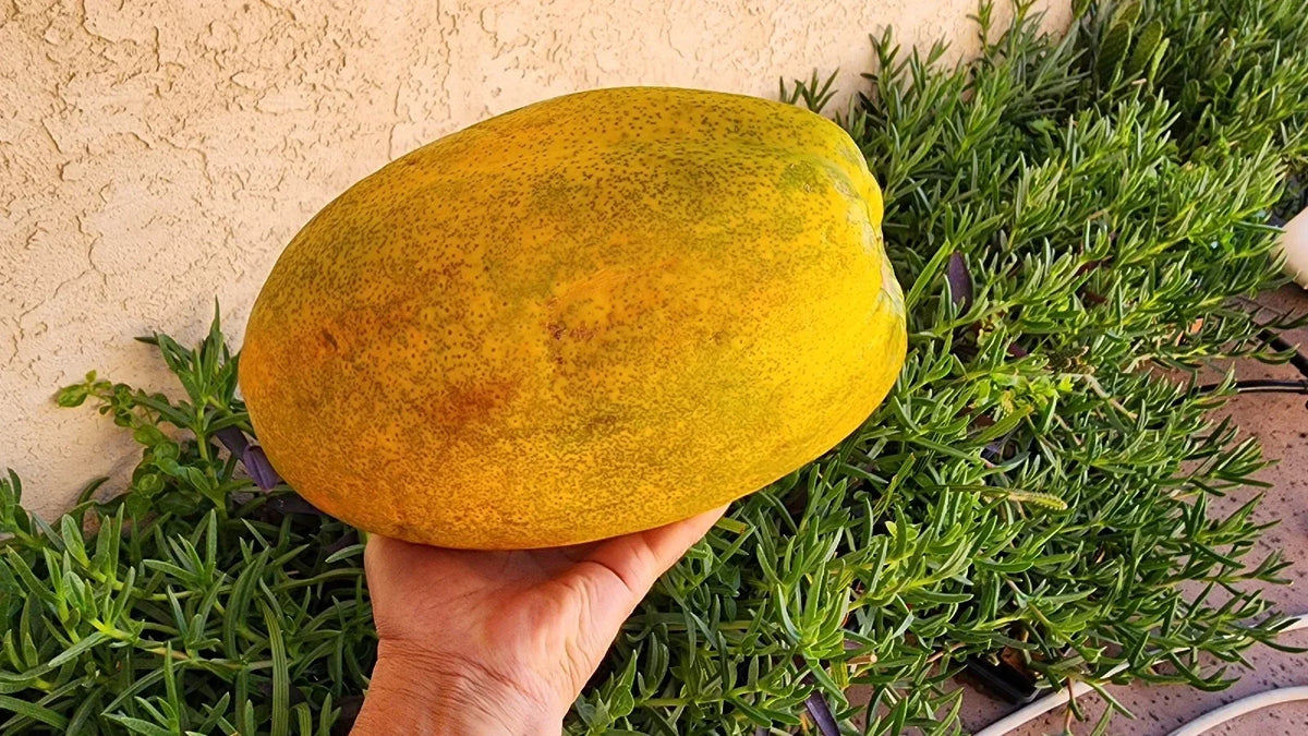 Papaya Fruit Tree Seeds 100 Non-GMO Organic Carica papaya Tropical Garden Plant