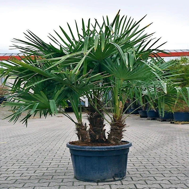 Windmill Fan Palm Seeds - Trachycarpus fortunei, Cold Hardy Tropical Palm, 10 Pack for Garden & Landscape