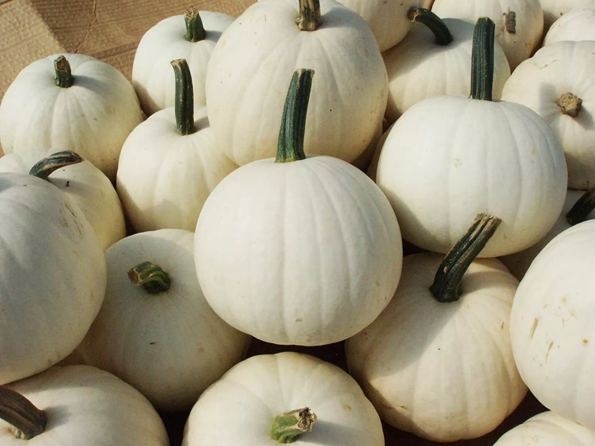 Snowball Pumpkin Seeds - 10 Count - 2 Pound White Cucurbita pepo for Planting