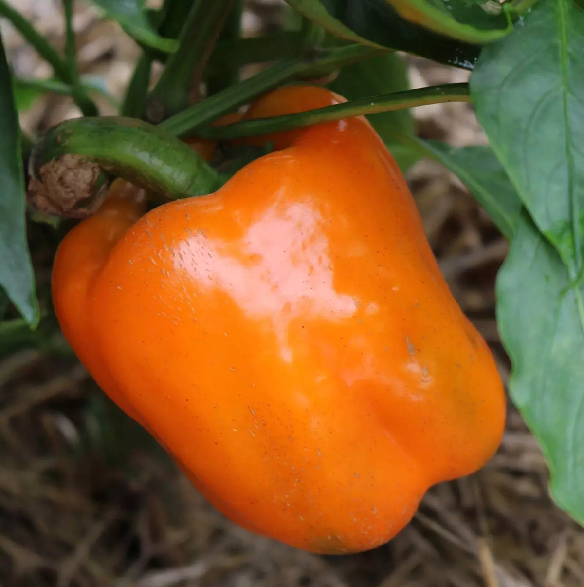 Orange Sun Sweet Bell Pepper Seeds - Heirloom Non-GMO, 30+ Seeds, Organic, Capsicum annuum, Sweet, Juicy, Full Sun, Garden, Pot