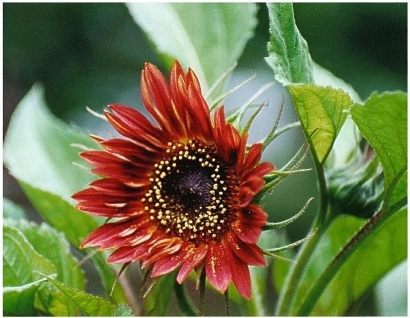 Sunflower Seeds - Velvet Queen Red - 30 Seeds - Helianthus annuus - Vibrant Deep Red Blooms for Garden & Containers