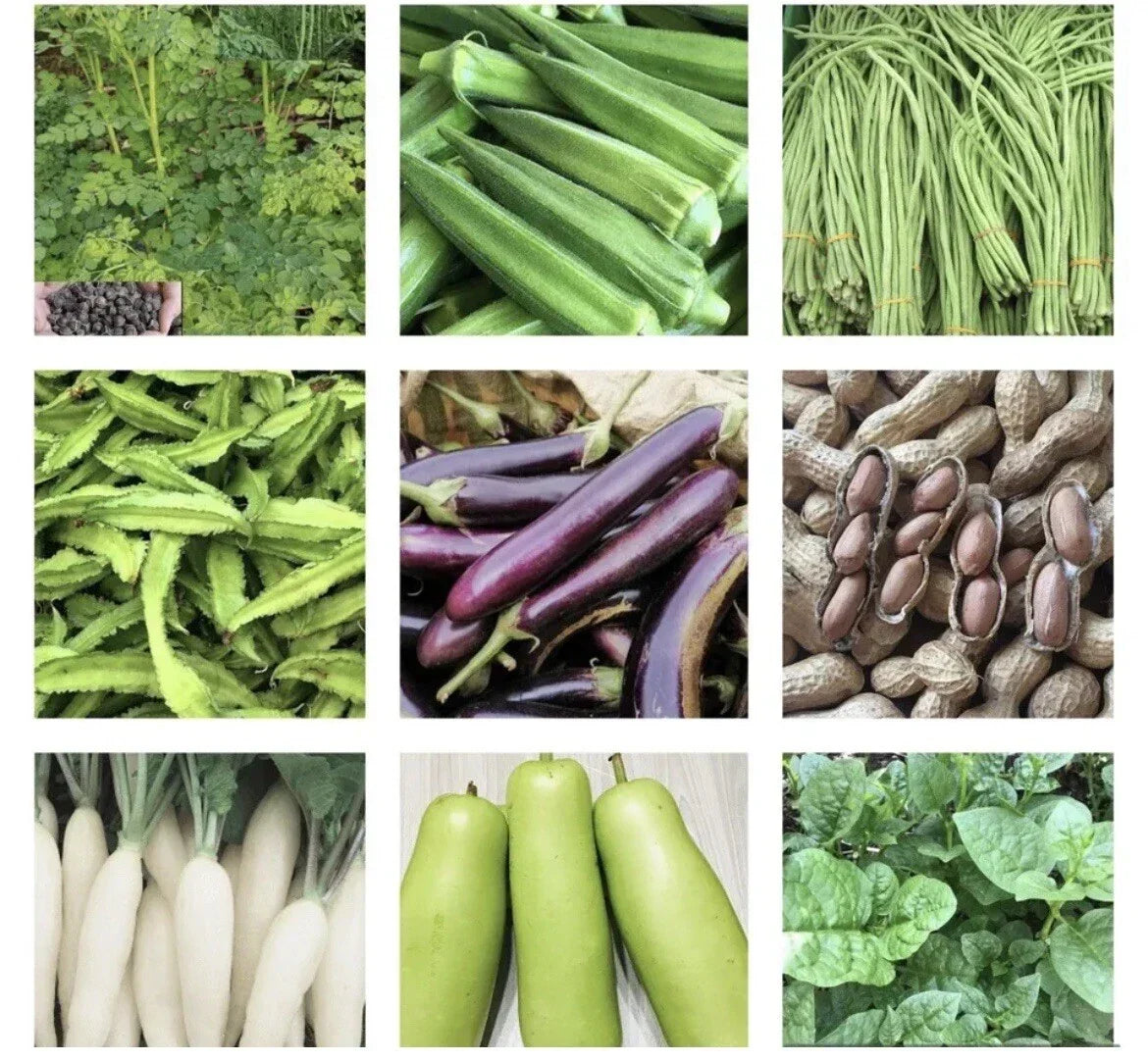 20 Pack Asian Vegetable Seeds - Non-GMO Heirloom Seeds for Home Garden