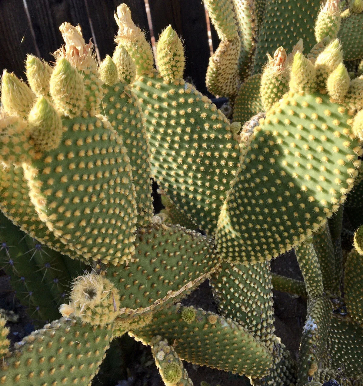 Bunny Ears Cactus Opuntia microdasys 2 Five-Inch Pads Indoor Outdoor Succulent Plant