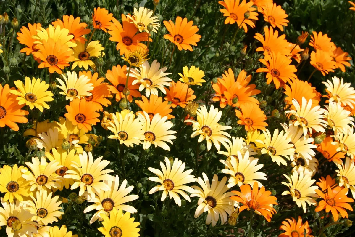 African Daisy Seeds, 100 Pack, Glandular Cape Marigold, Attracts Bees & Butterflies, Dimorphotheca ecklonis
