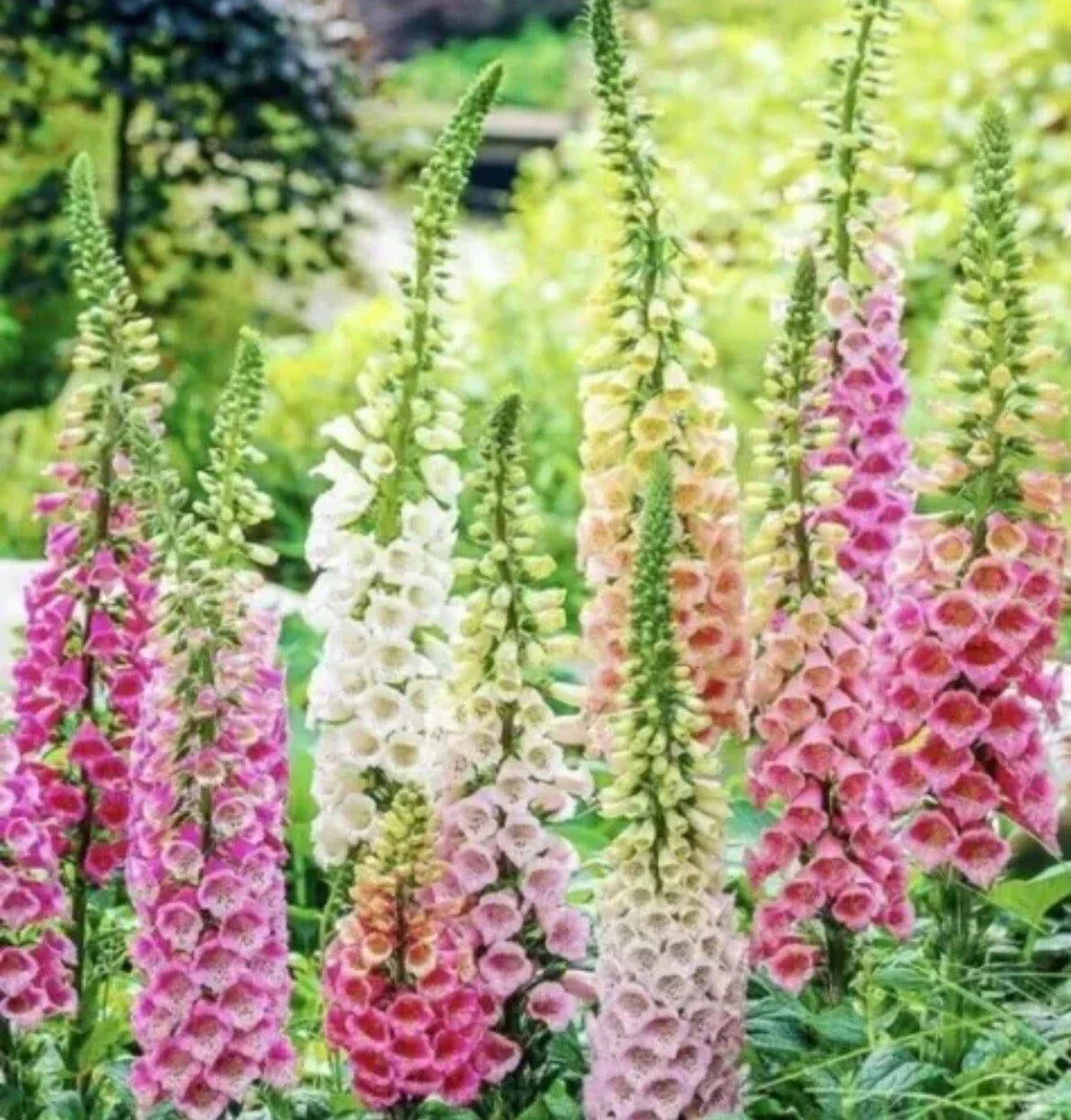 Foxglove Seeds Mix - 200+ Perennial Flower Seeds - Digitalis purpurea - Attracts Hummingbirds - Spring Planting - TX USA