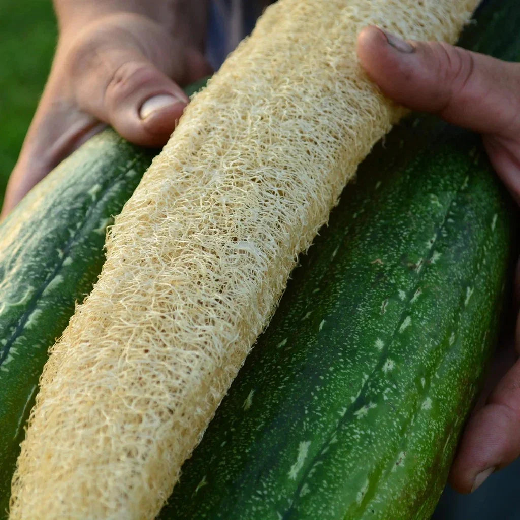 Luffa Gourd Seeds Pack of 12 | Loofah Sponge & Dishcloth Gourd | Luffa aegyptiaca | Natural Exfoliating Plant for Garden
