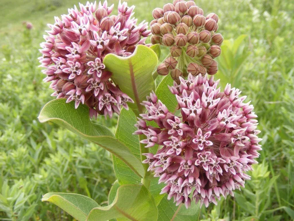 Common Milkweed Seeds - 100 Count - Asclepias syriaca - Native Pollinator Friendly