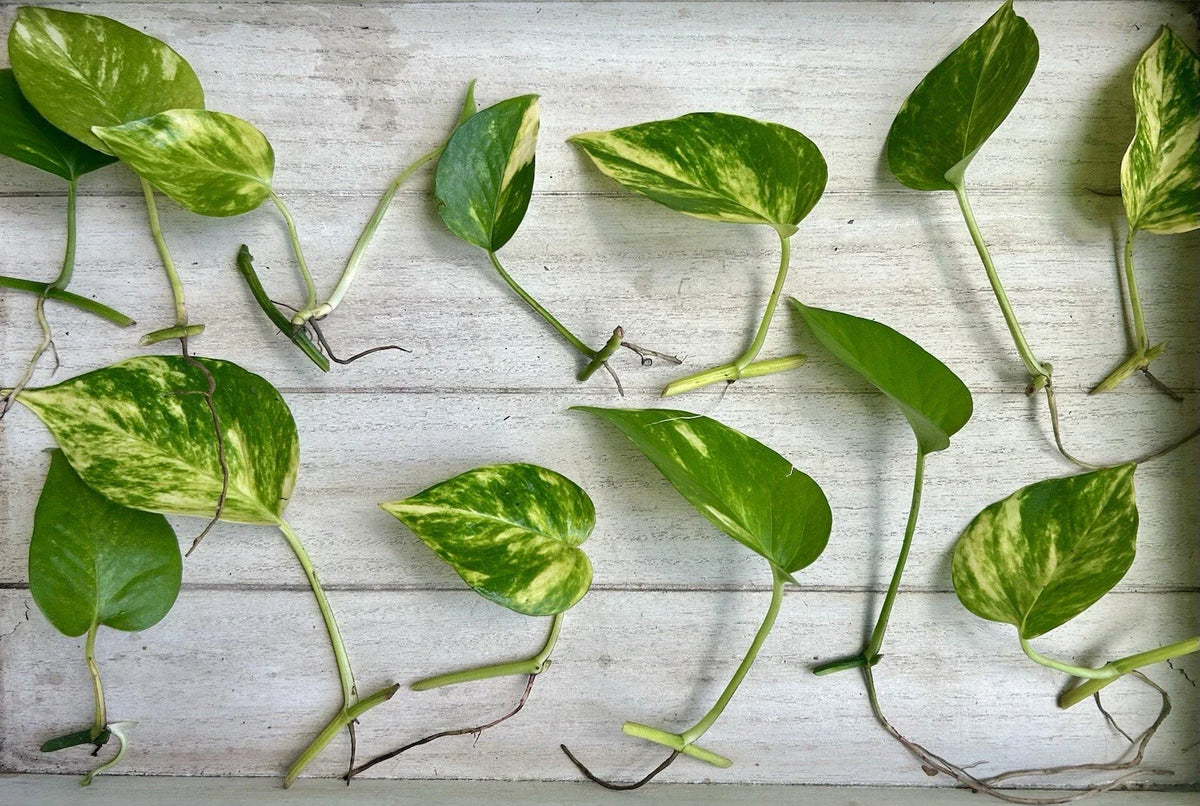 Single Leaf Pothos Cuttings 20 Count Epipremnum aureum Indoor Plant Propagation Healthy Roots