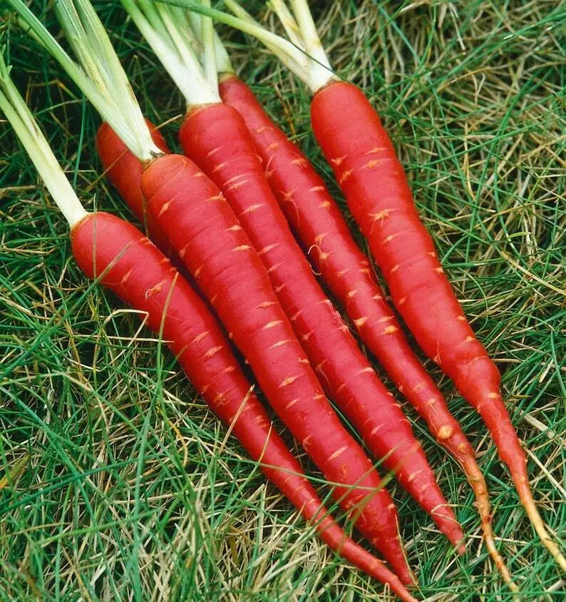 Atomic Red Carrot Seeds - Non-GMO Vegetable Seeds for Home Garden, Daucus carota, Vibrant Red Color, 150+ Pack, USA Grown