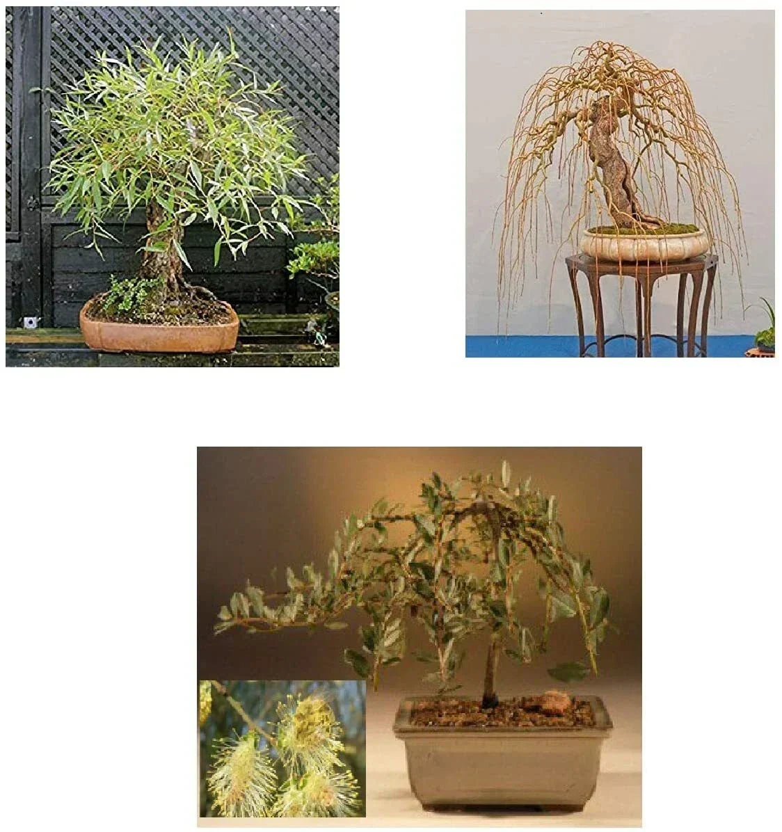 Bonsai Tree Bundle - 3 Rare Willow Varieties - Salix spp. Live Plant Starts