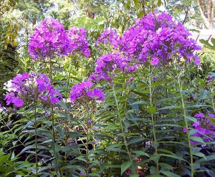 Tall Phlox Live Perennial Flowering Plants 16in+ Mixed Colors Phlox paniculata - Organic, Pesticide-Free, Bulk Pack (10+)