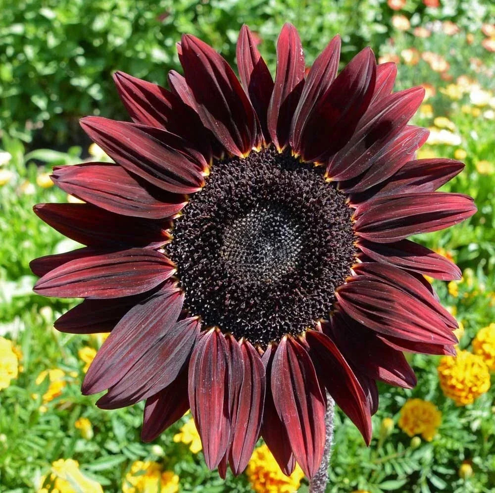 Chocolate Cherry Sunflower Seeds – Organic Non-GMO Heirloom Pack of 25+ Helianthus annuus
