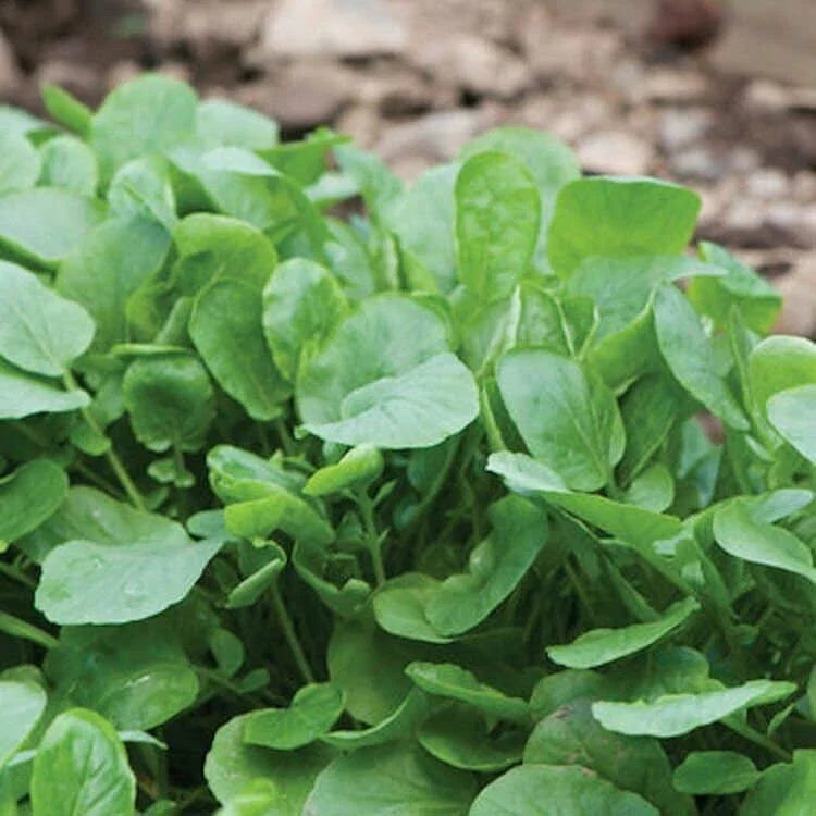 Upland Cress Seeds Non-GMO Heirloom, Creasy Greens - Nasturtium officinale, Tracking Included
