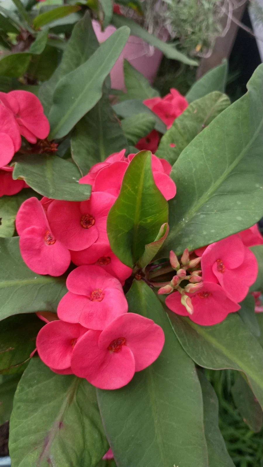 Hot Pink Crown of Thorns Cutting (1 Count) - Euphorbia milii, No Roots, Indoor Plant Propagation