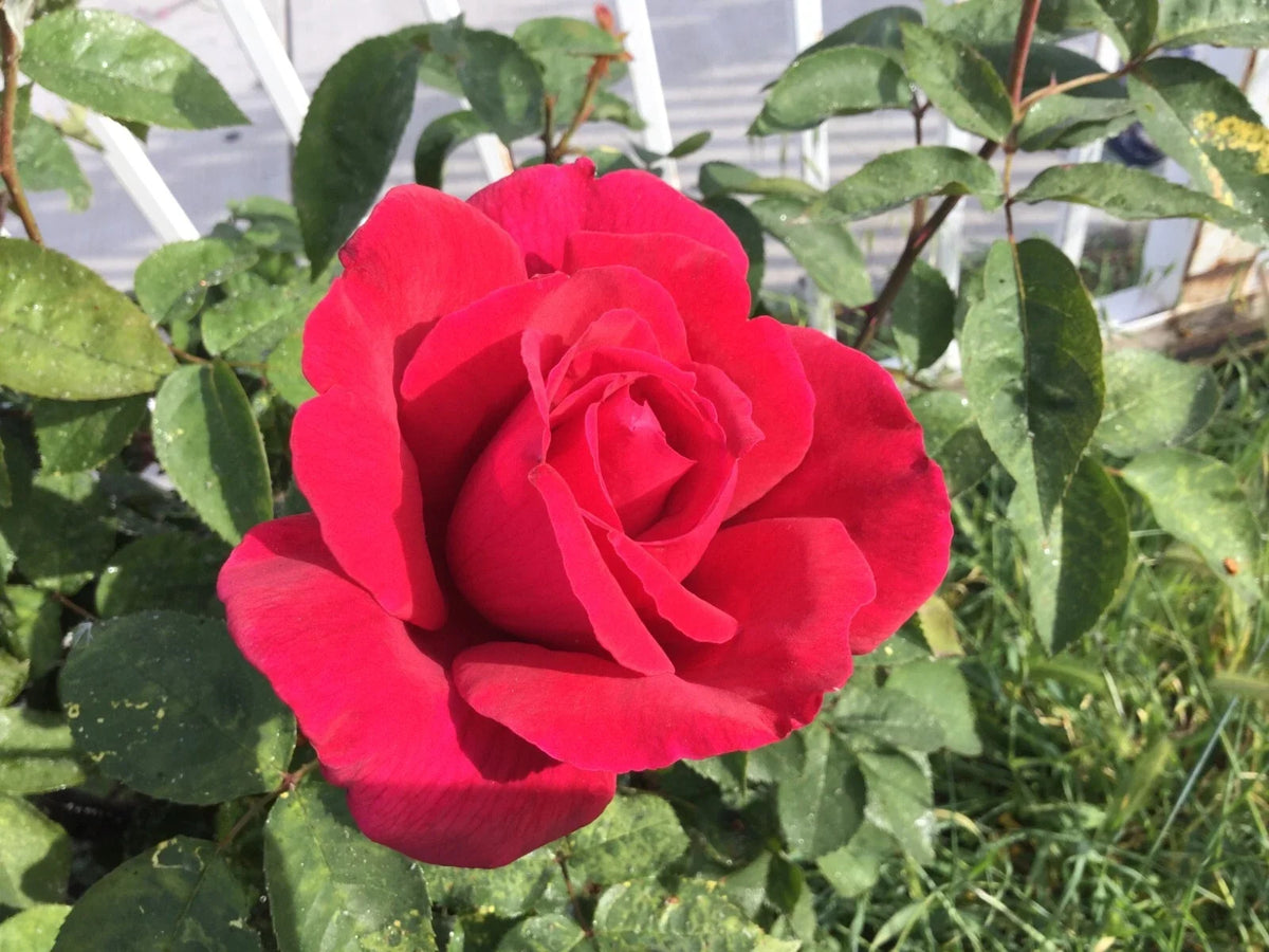 Red Cherry Rose Cuttings 3 Stems for Rooting Grafting Rosa 'Red Cherry'
