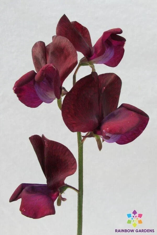 Black Knight Sweet Pea Seeds - 50 Heirloom Lathyrus odoratus - USA Grown