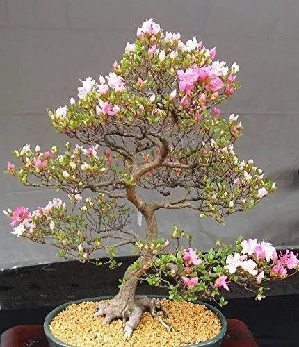 Japanese Cherry Blossom Bonsai Seeds - 10 Flowering Sakura Seeds - Prunus serrulata, Indoor Gardening, Planting Supplies