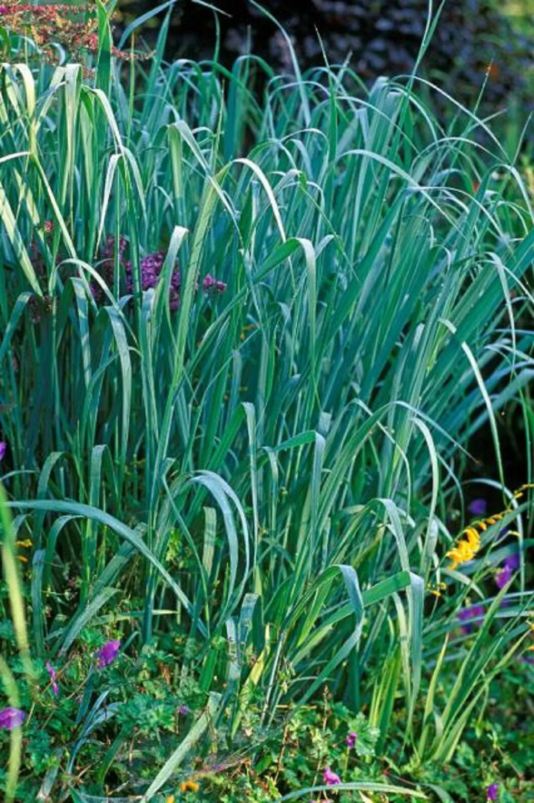Dallas Blue Ornamental Grass - 3 Live Sprouting Clumps - Schizachyrium scoparium