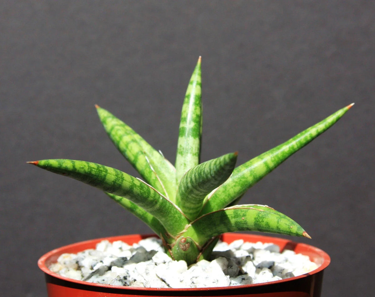 Sansevieria ballyi Succulent Plant in 4" Pot - Rare Exotic Outdoor Collector Plant