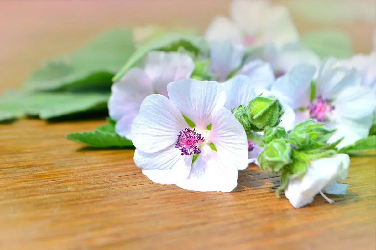 Marshmallow Seeds - 100 Althaea Officinalis Seeds for Garden Herb