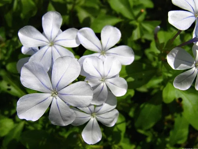 Silver Plumbago Seeds Pack of 50 - Plumbago auriculata Blue Flowering Plant Seeds for Garden Landscaping