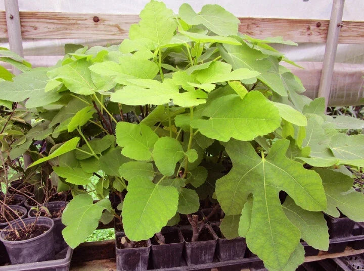 Brown Turkey Fig Live Rooted Plant - Ficus carica, Easy to Grow, Healthy Cutting for Home Garden & Container