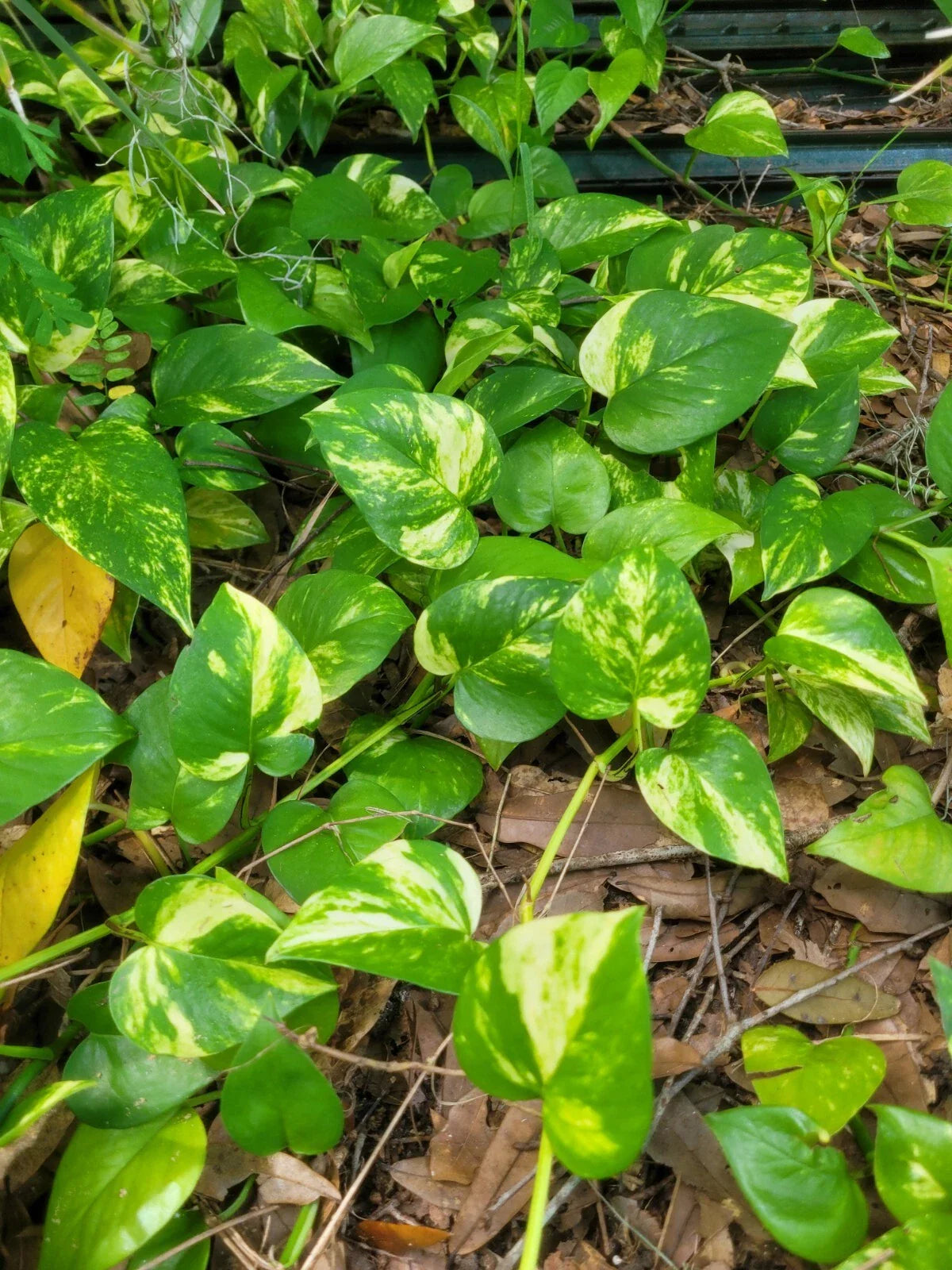 Golden Pathos Live Plant Cuttings - 6 Rooted Cuttings, 3"-6" Long - Pothos aureus - Indoor/Outdoor Houseplant 🌿