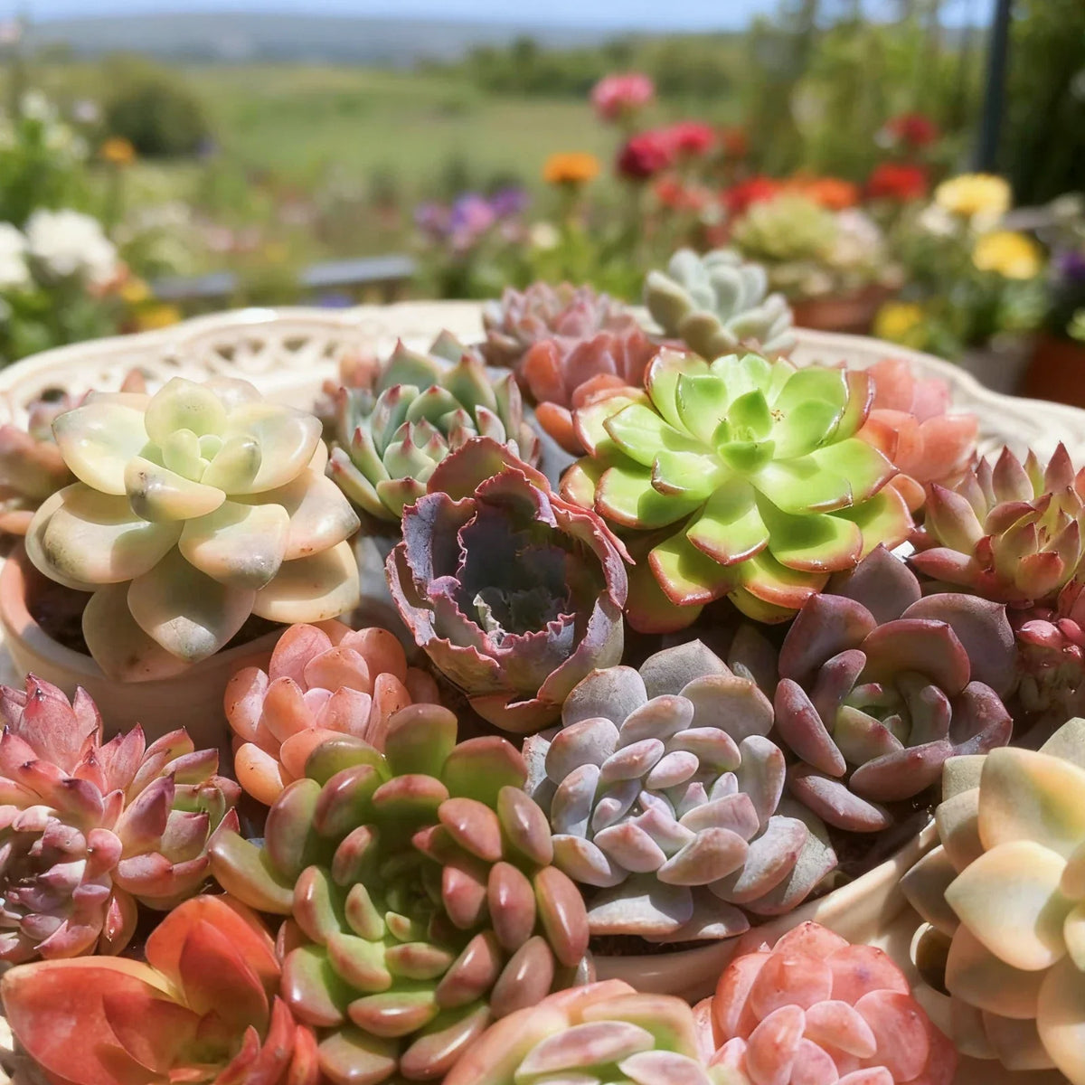 Assorted Succulent Plants Live Mix - 6 Pcs Bare Root Collection for Home Decor & DIY Projects