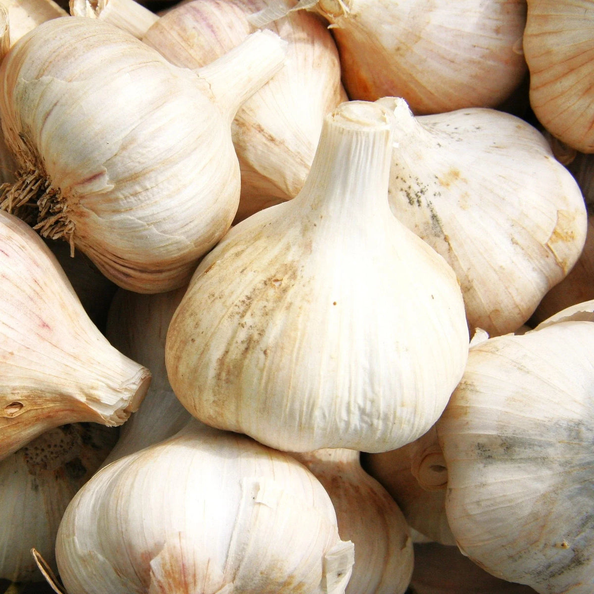 Music Hardneck Garlic Bulbs - Porcelain White Musik - Allium sativum - Ideal for 2025 Planting