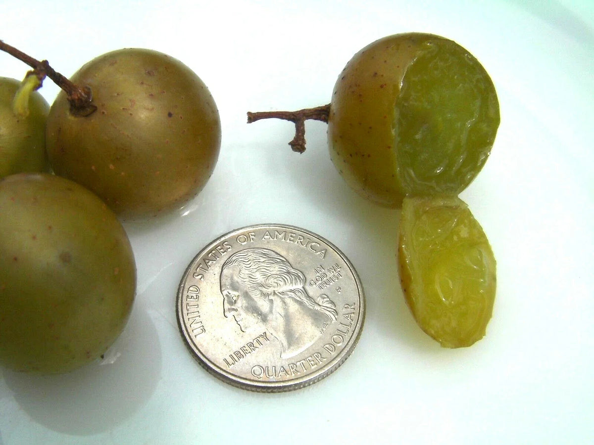 Organic Carlos Muscadine Grape Seeds - 15 Large Bronze Seeds - Delicious Flavor, Vitis rotundifolia
