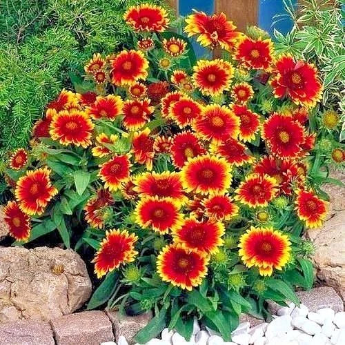 Indian Blanket Flower Seeds - 200+ Count - Annual Native Wildflower - Gaillardia pulchella - Drought & Heat Tolerant Container Plant