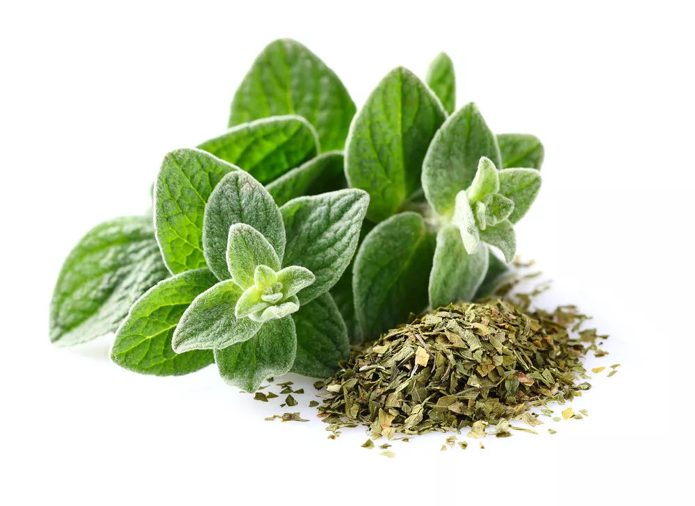 Italian Oregano Seeds | 500+ Non-GMO Heirloom Seeds | Fresh Garden Seeds | Origanum vulgare subsp. hirtum