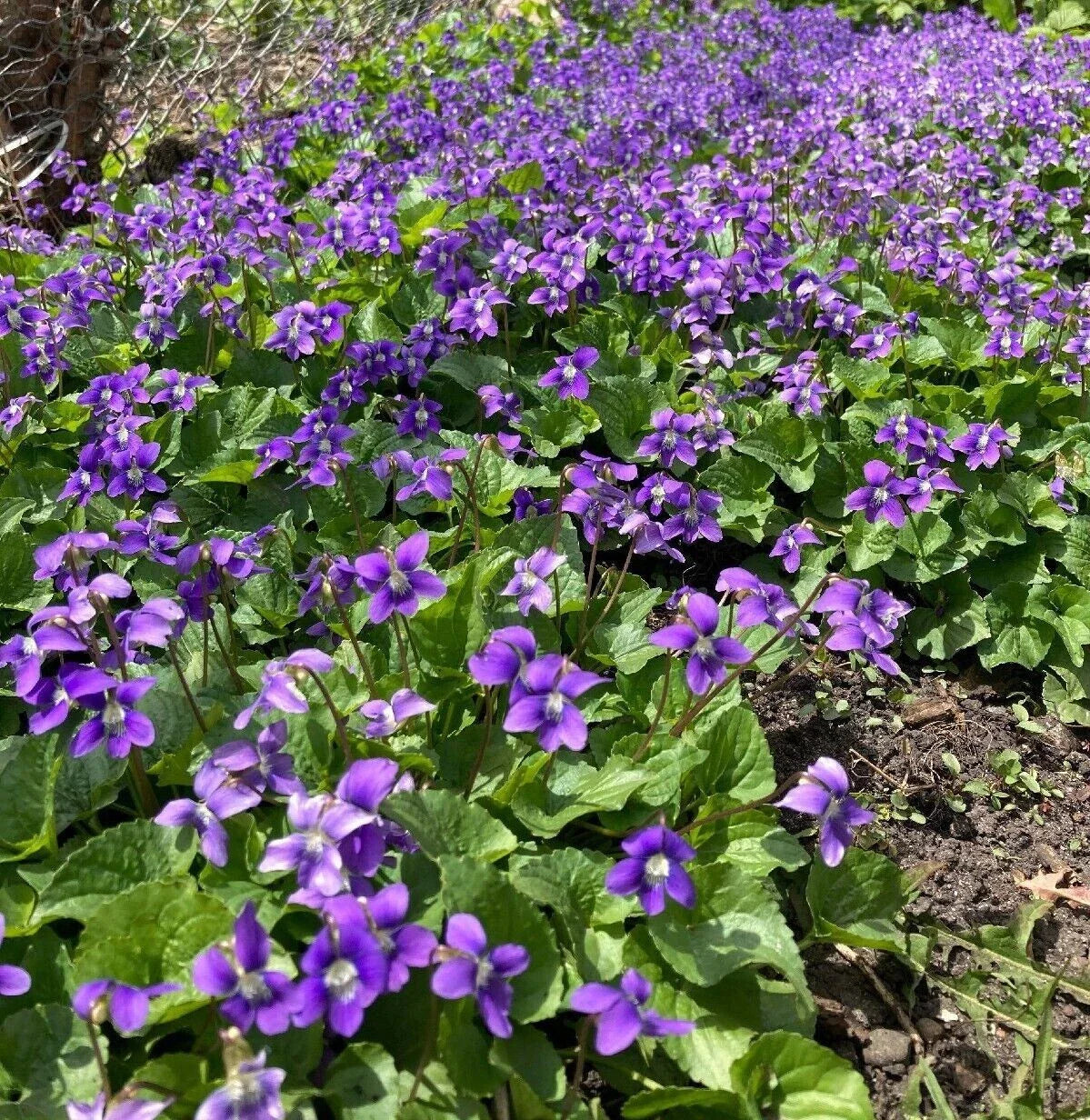 Purple Wild Violet Rhizomes, 100+ Bareroot, Organic Viola, Edible Perennial, Hardy Zones 6-10, Butterfly Attractant