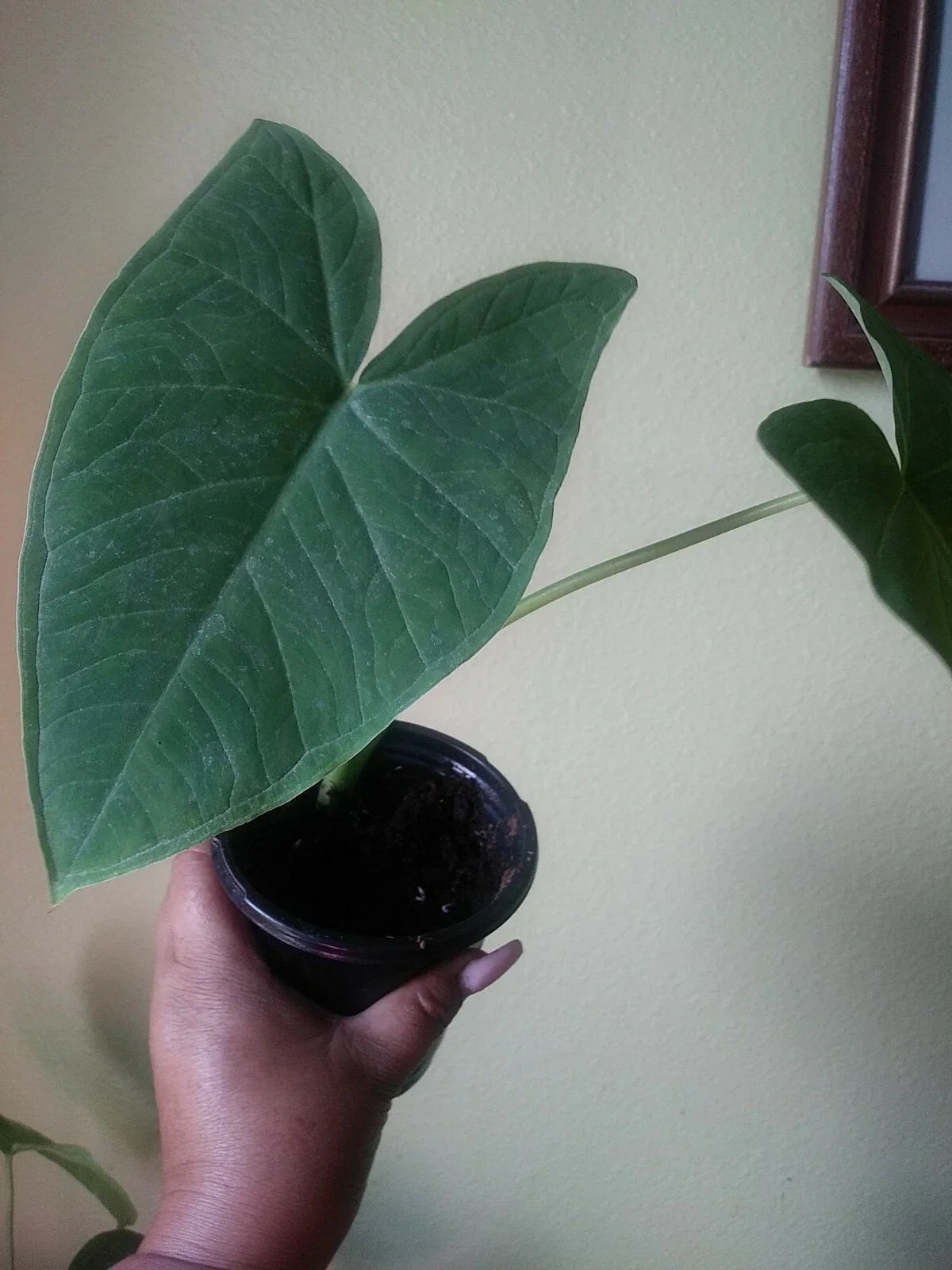 Giant Elephant Ear Plant in 8oz Organic Pot - Colocasia Tropical Foliage for Indoor Outdoor Decor