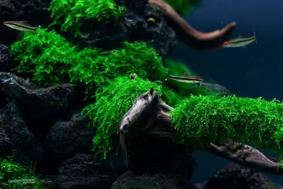 Weeping Moss Live Aquarium Plant 4oz Cup, Cascading Green Aquatic Stem, Vesicularia dubyana, Easy Care