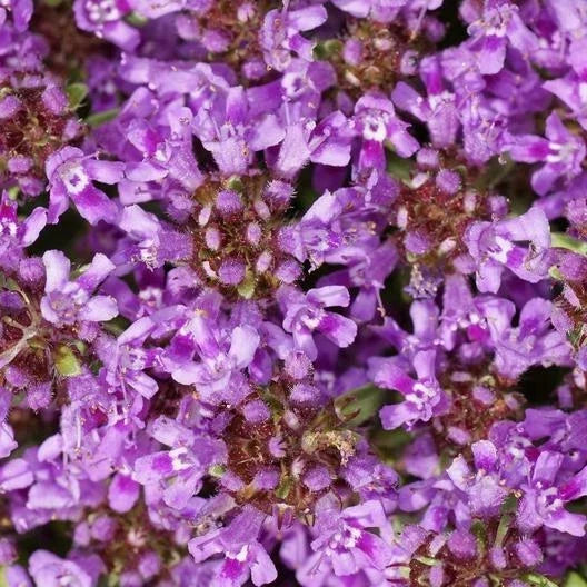Creeping Thyme Seeds - 2,000 Non-GMO Dwarf Thymus serpyllum for Ground Cover, Purple Blooms, Drought-Resistant, Fast Germination