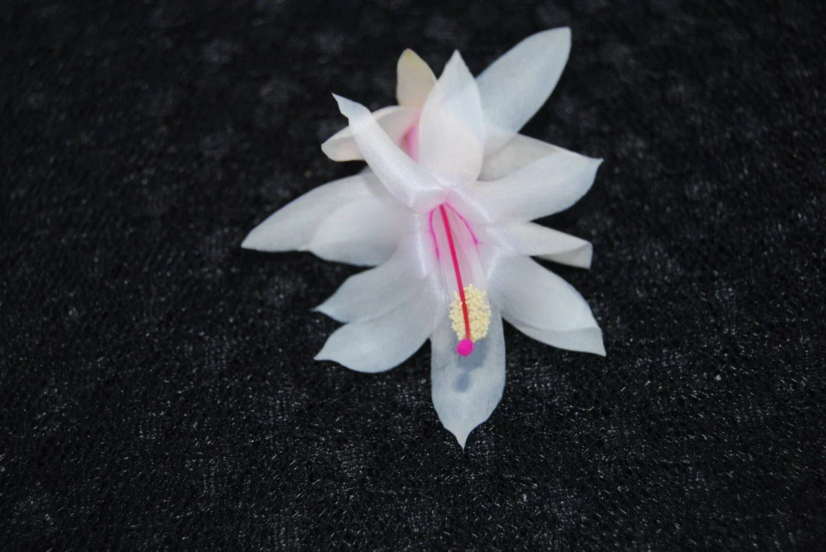 Christmas Cactus Starter Plant - Snow Fire - Schlumbergera Truncata