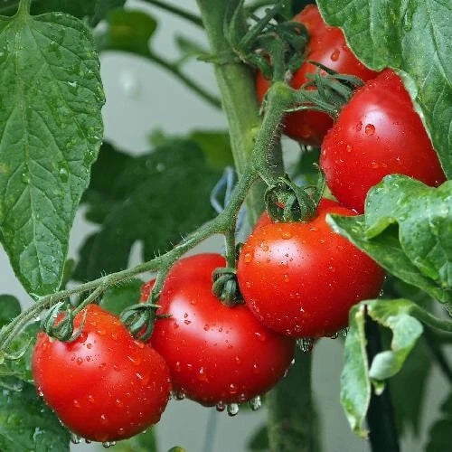 Ace 55 Tomato Seeds – Heirloom, Non-GMO, Juicy Solanum lycopersicum, Pack of 30+ Seeds for Organic Gardening