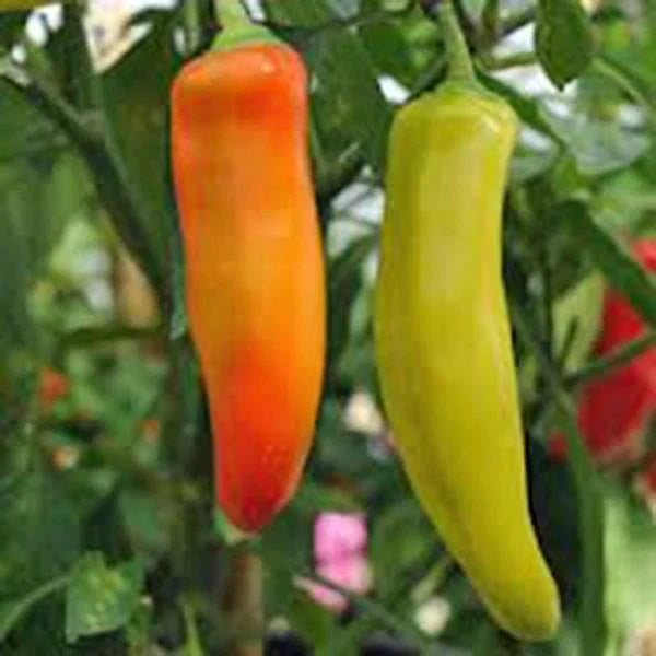 Spicy Hungarian Yellow Wax Pepper Seeds, Heirloom, Non-GMO, 500 Seeds, Capsicum annuum, Hot Pepper for Garden or Containers