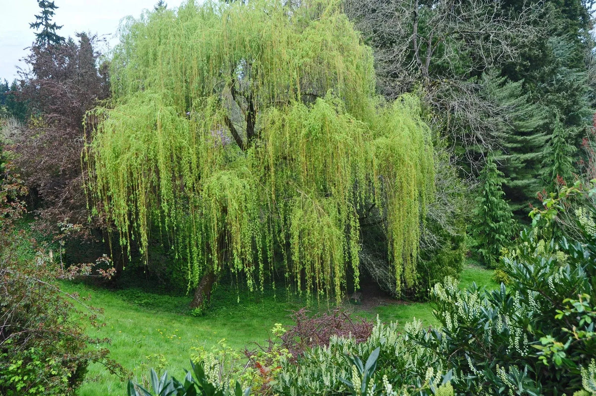 Memorial Weeping Willow Tree - Salix babylonica - Large Arching Canopy for Gardens